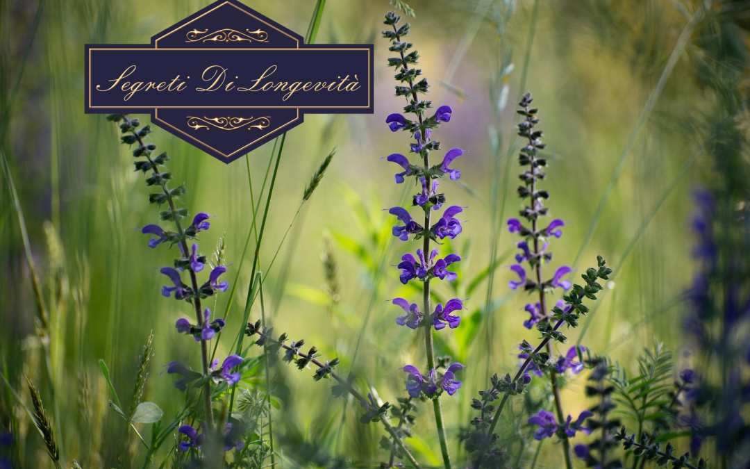 Salvia sclarea