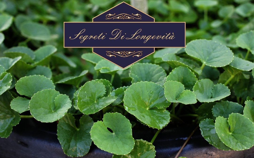 Centella asiatica
