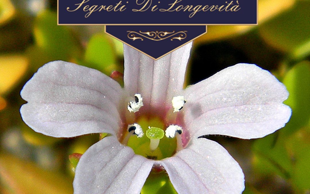 Bacopa monnieri